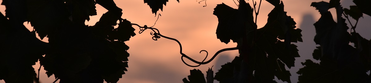 Banner Sonnenuntergang Weinlaub