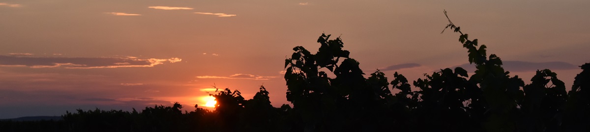 Banner Sonnenuntergang Weinlaub
