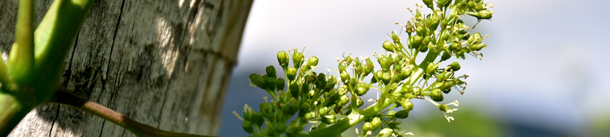 Banner Rebblüte