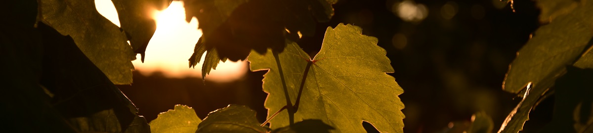 Banner Sonnenuntergang Weinlaub