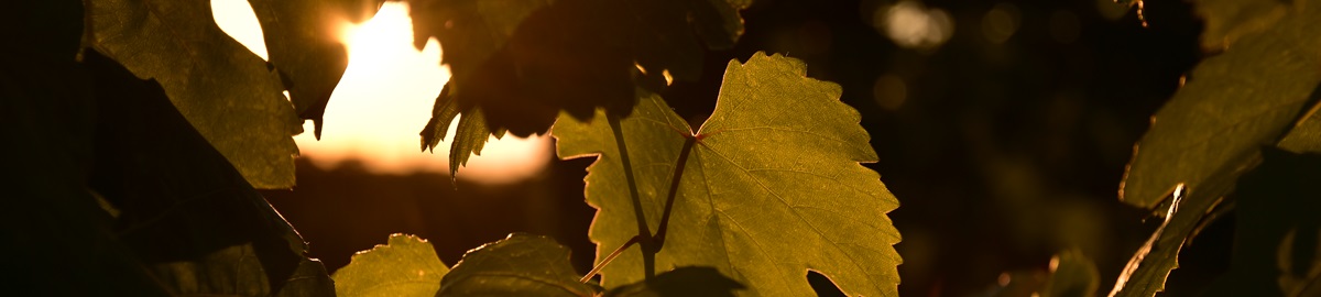 Banner Sonnenuntergang Weinlaub