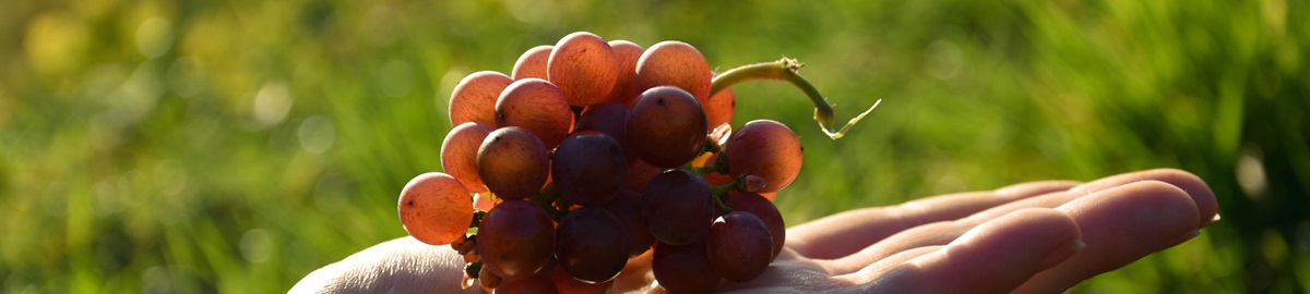 Banner Traube Hand Gewürztraminer