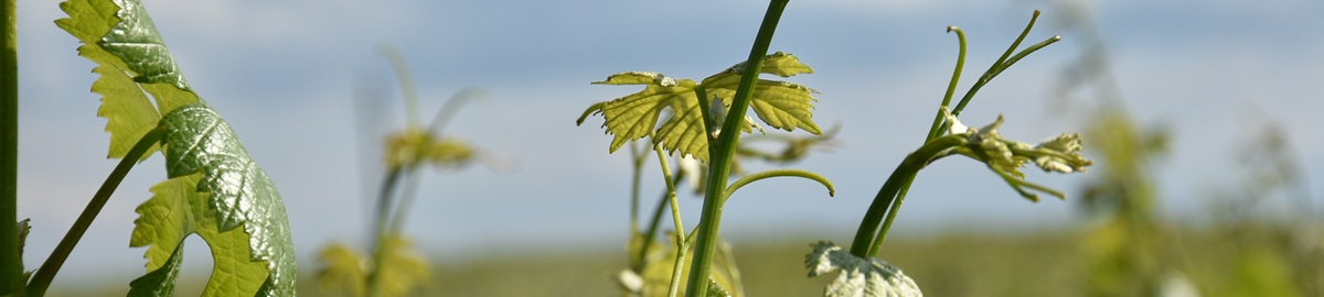 Banner Triebspitzen